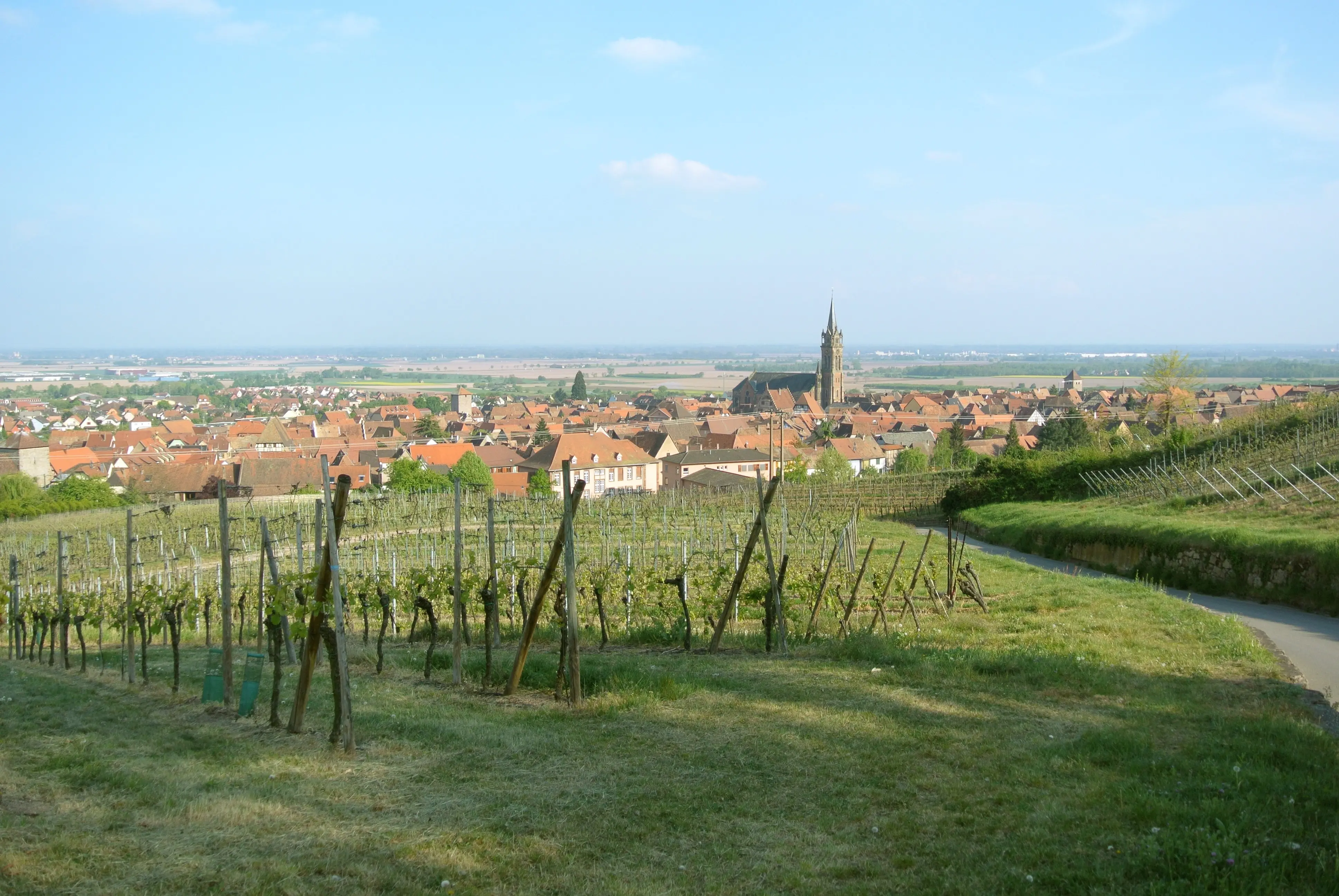 Vignoble alsacien à Dambach-la-Ville