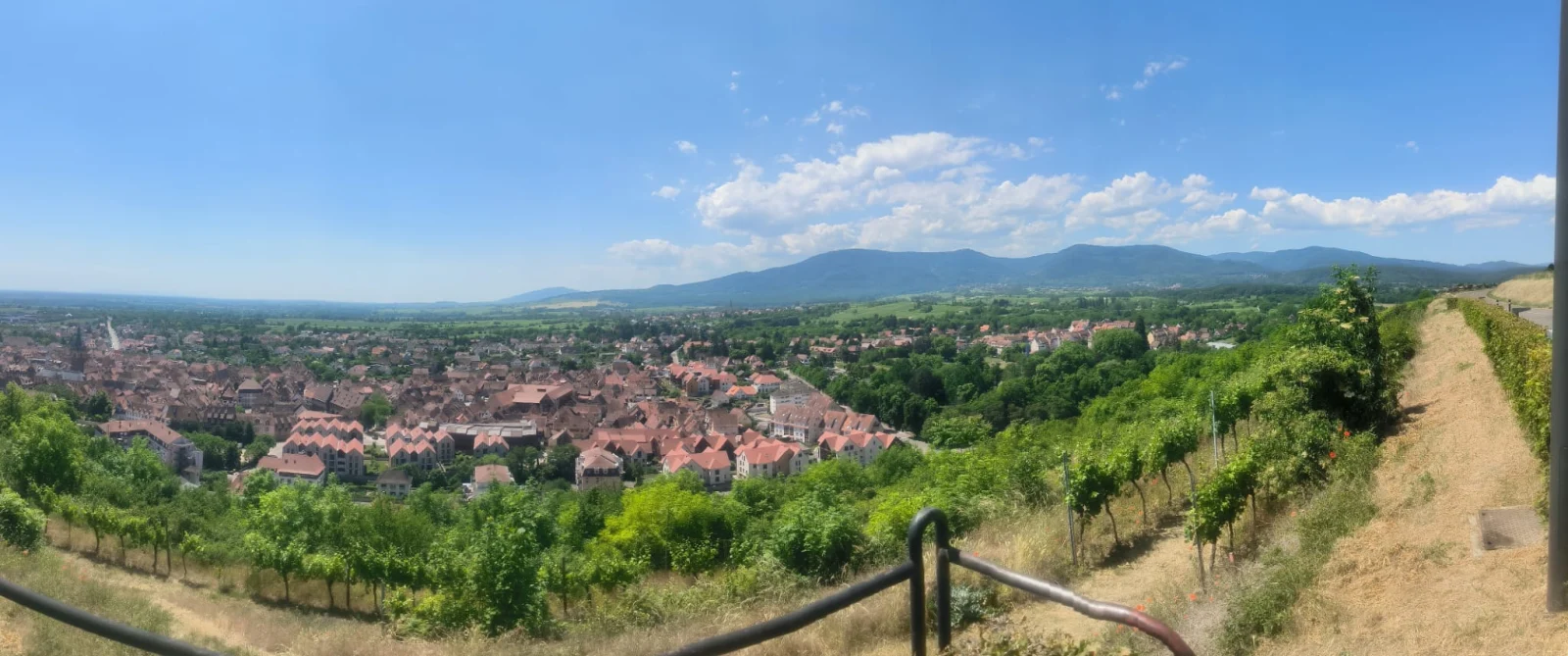 Obernai inmitten der elsässischen Weinberge, von den Reben aus gesehen