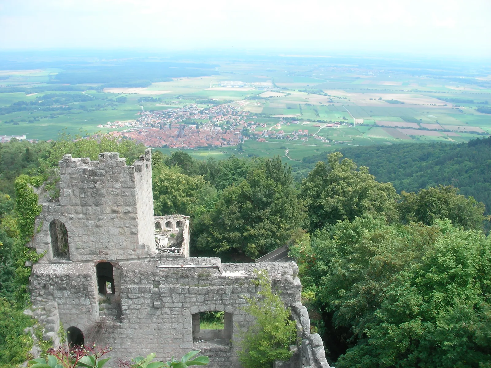 Ruines du château du Bernstein au-dessus de Dambach-la-Ville, point de départ de randonnées dans le vignoble