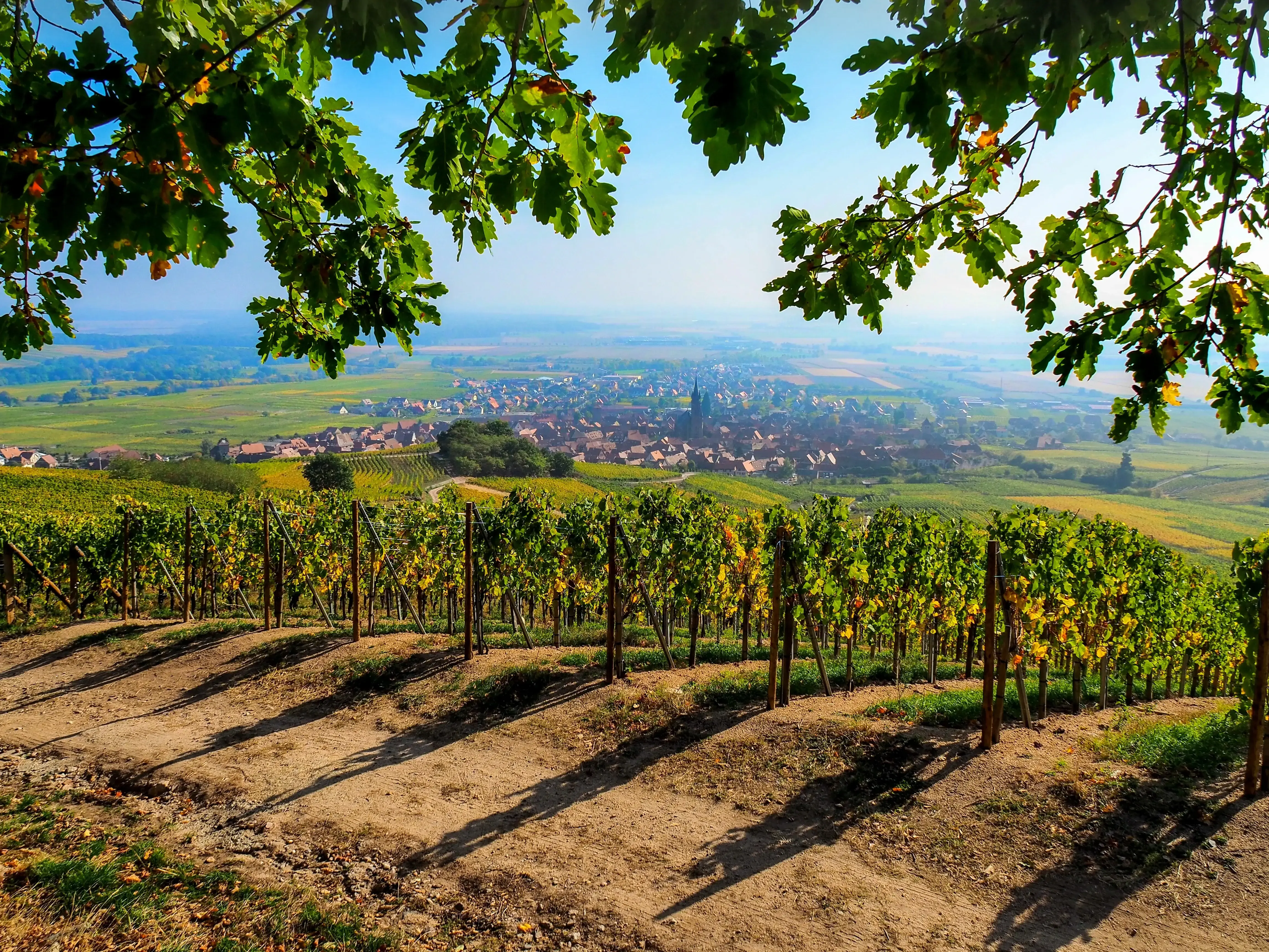 Vignoble de Dambach-la-Ville aux couleurs dorées de l'automne pendant la saison des vendanges
